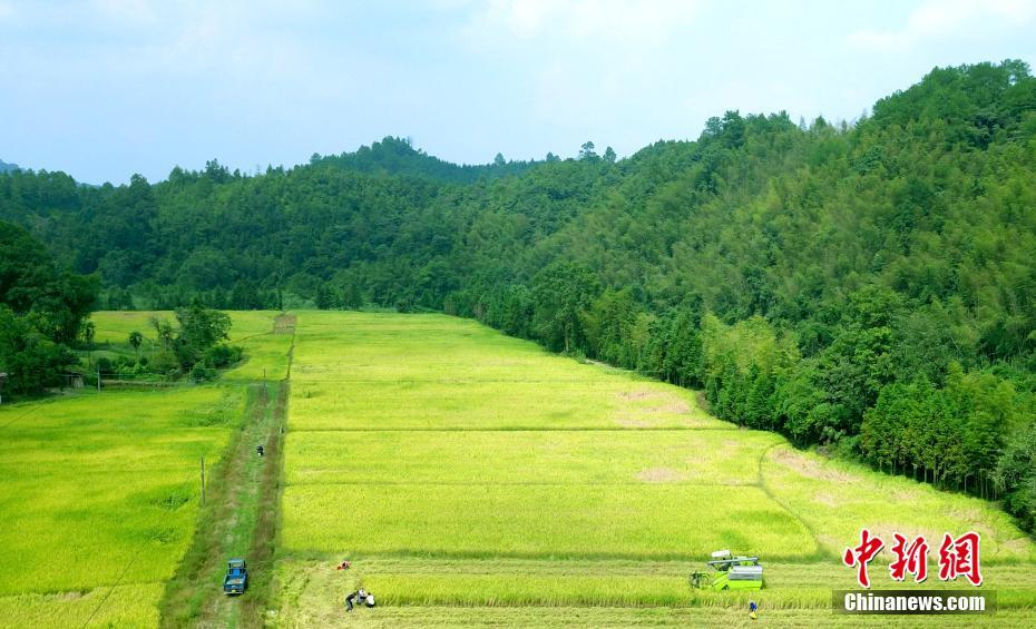 航拍江西秋日稻田丰收美景-读图时代-大众网-山东重点新闻网站