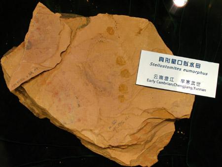 帽天山古生物化石_首届全国网络媒体云南行系列报道:玉溪_乐途旅游网