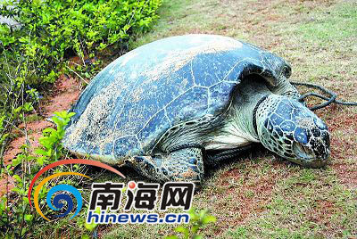 百斤大海龟被人勒脖致死