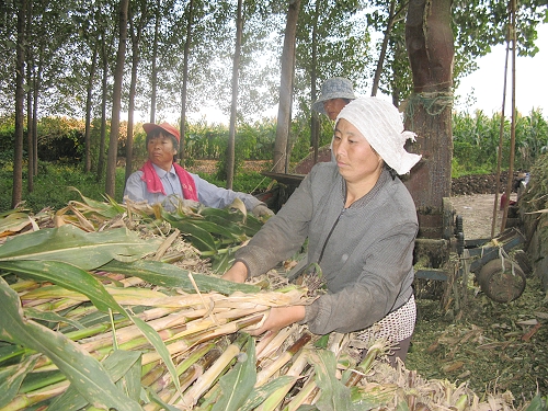 滕州多少人口_滕州菜煎饼(3)