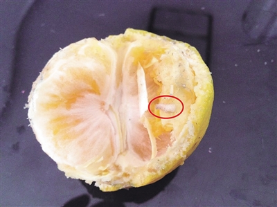 枣庄市民橘子中吃出蛆虫 水果店老板称自然现