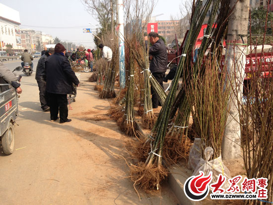 半岛体育植树节到树苗生意火 卖家介绍栽种门道(图2)