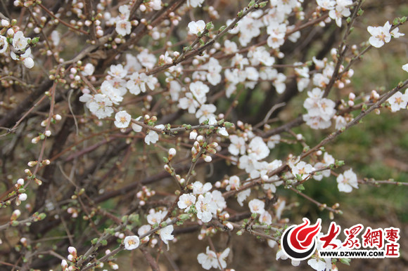 组图:阳春三月草长莺飞 枣庄东湖花开正烂漫