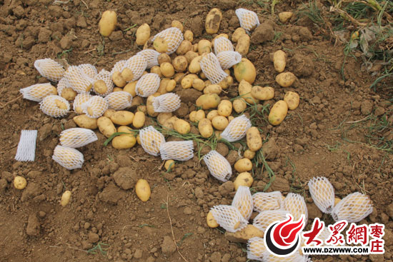 薛城10余户村民种出 迷你 土豆 有的不如蛋黄大