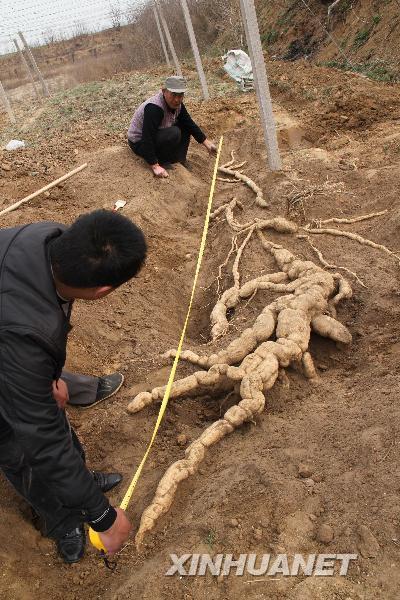 河南安阳挖出巨型栝楼根图