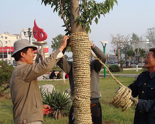 樟树人口流失_樟树