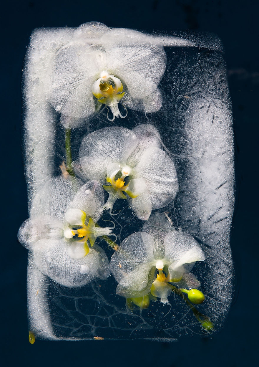 冰冻之花摄影师如何留住鲜花的美丽