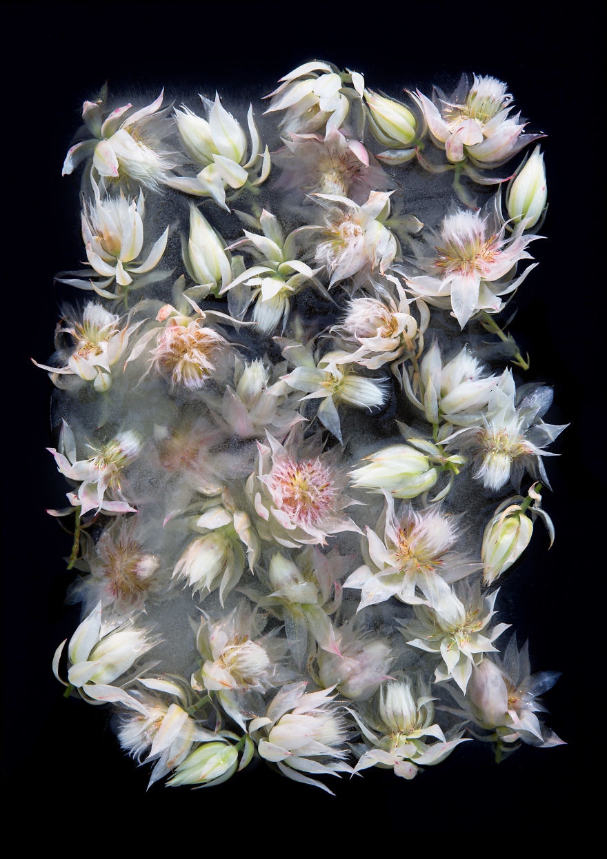 冰冻之花 摄影师如何留住鲜花的美丽