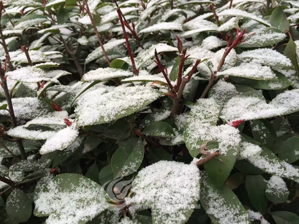 这是继大年初四晚枣庄迎来降雪之后,枣庄再次迎来降雪.