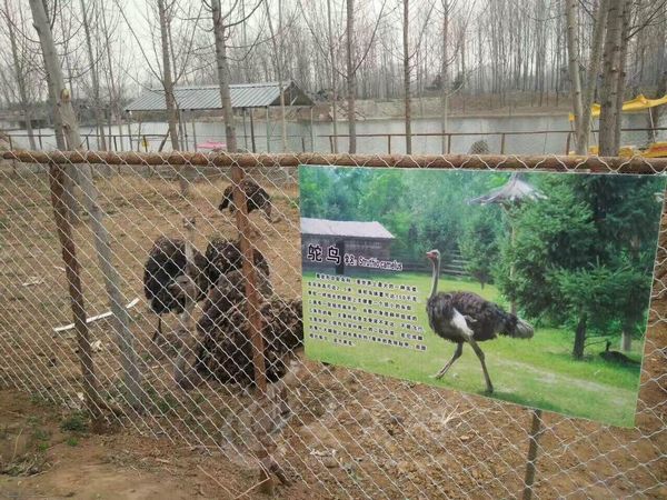 滕州木石野生动物园图片