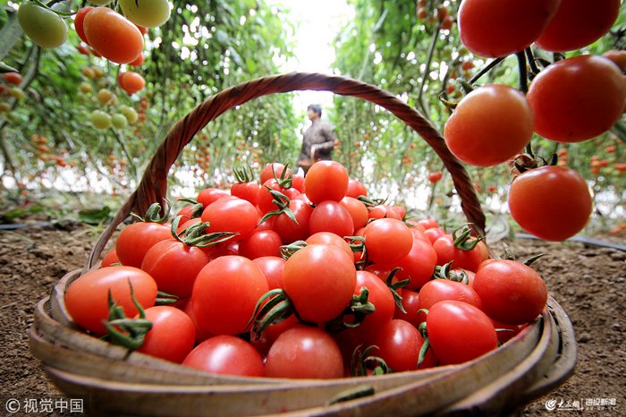 山东省枣庄市光明路街道土生金农业合作社的农民在大棚里采摘西红柿