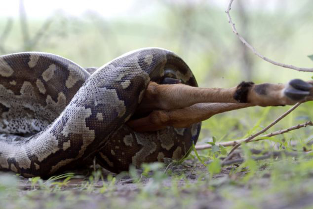 摄影师偶拍非洲巨蟒吞食斑羚全程
