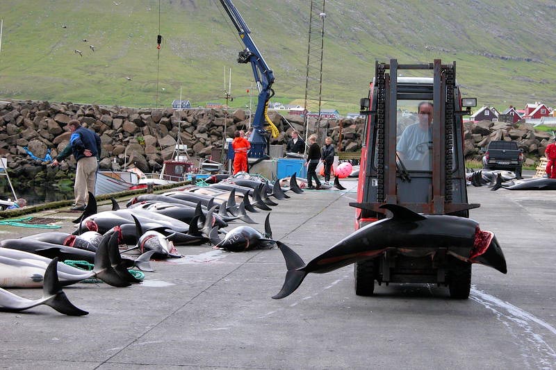 纪实:日本血腥海豚湾的杀戮